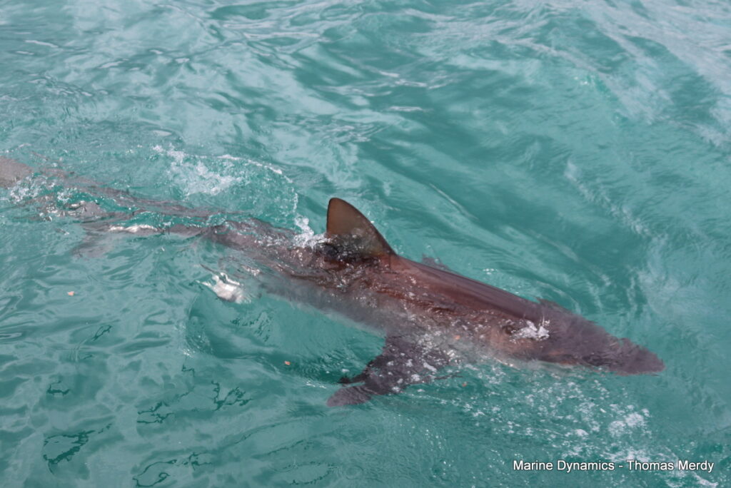Shark cage diving, South Africa, Gansbaai