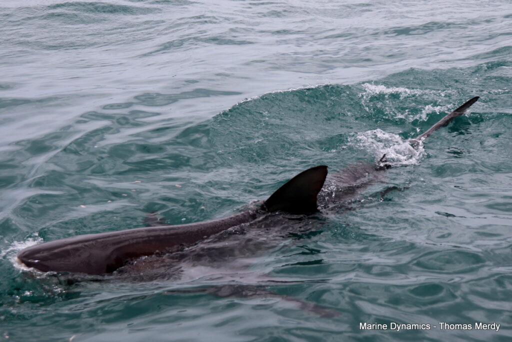Shark cage diving, South Africa, Gansbaai