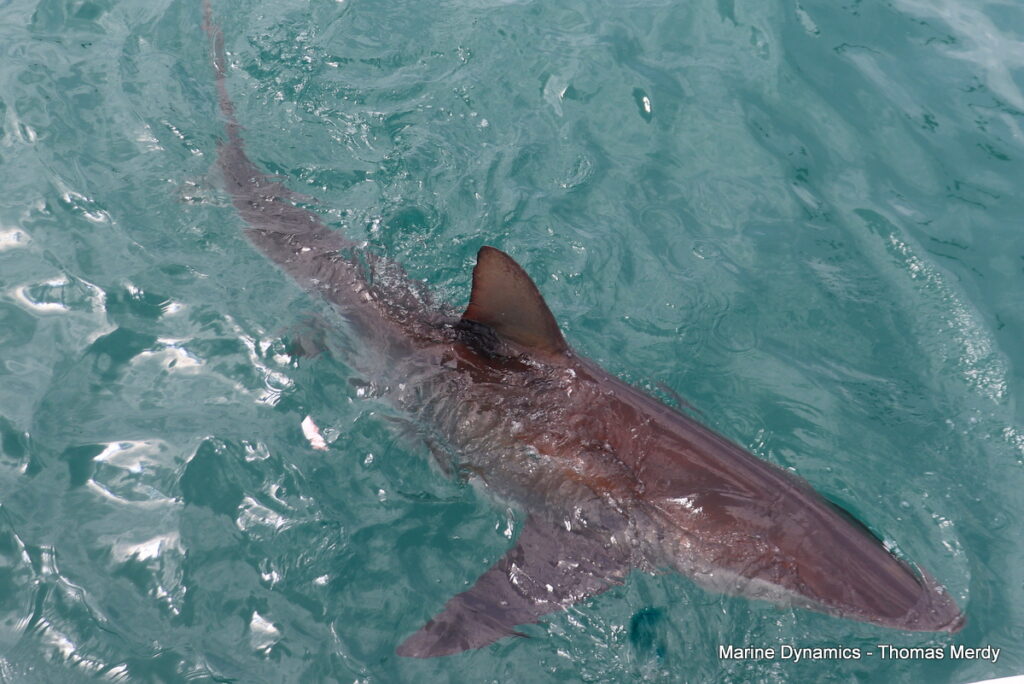 Shark cage diving, South Africa, Gansbaai
