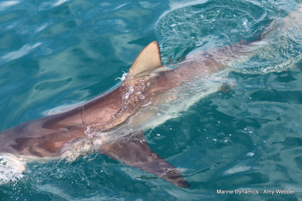 Shark cage diving, Gansbaai, South Africa