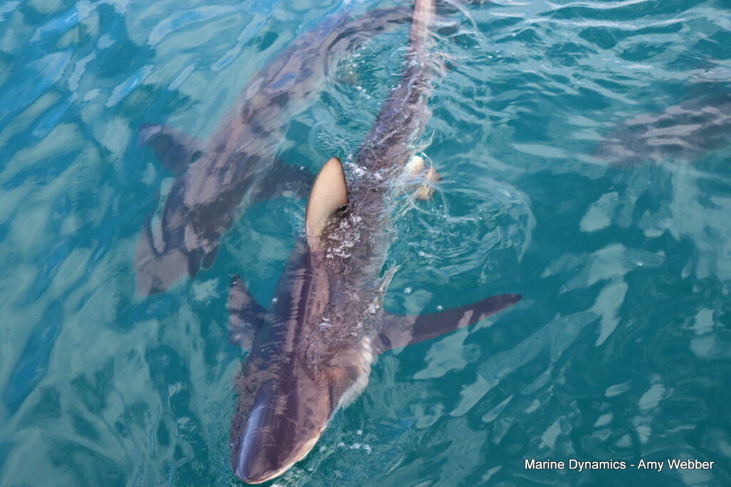 Shark cage diving, Gansbaai, South Africa