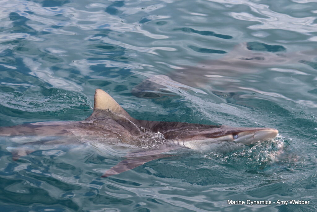 Shark cage diving, Gansbaai, South Africa
