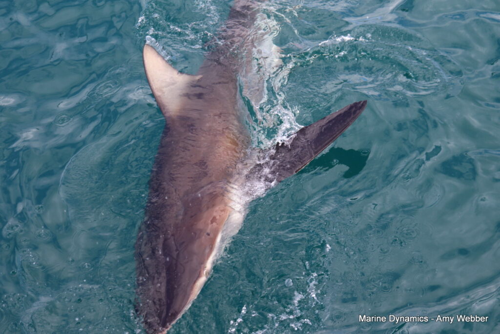 Shark cage diving, Gansbaai, South Africa