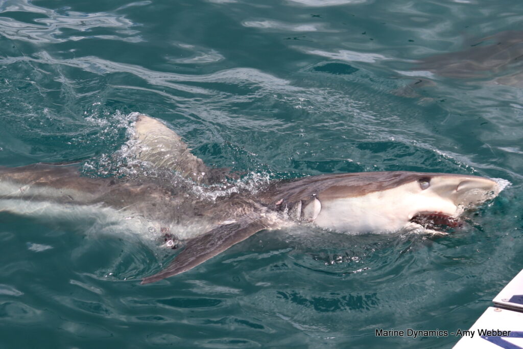 Shark cage diving, Gansbaai, South Africa