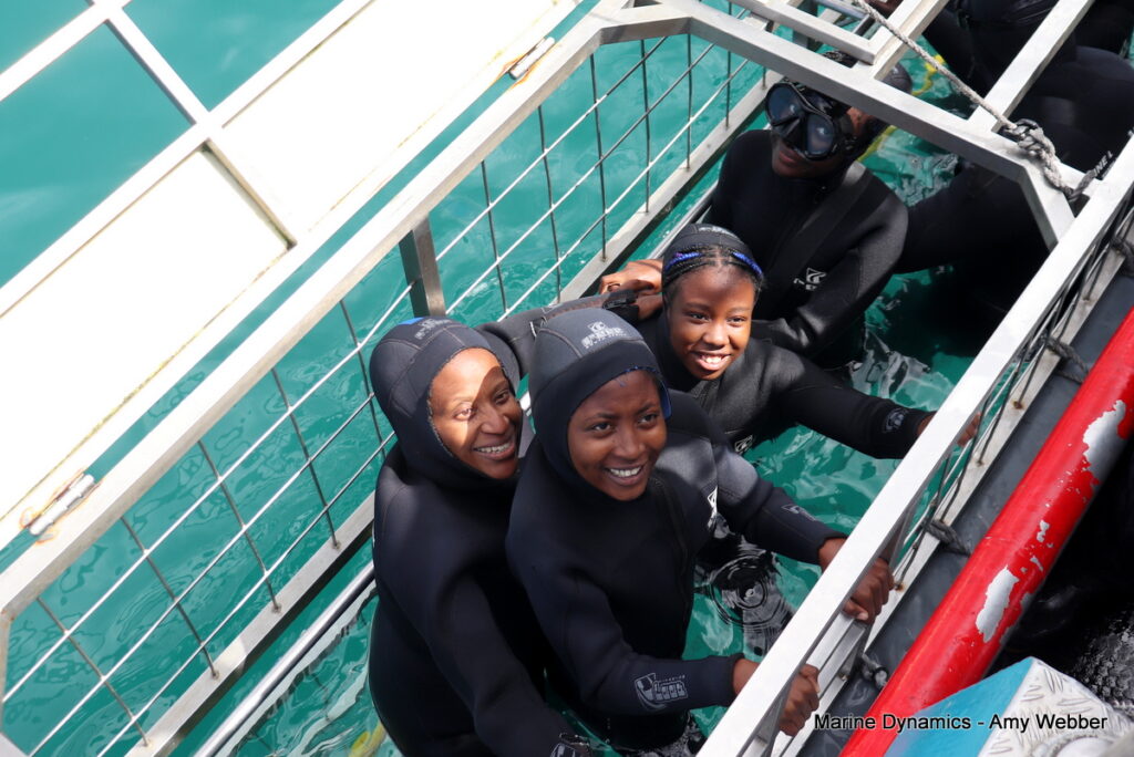 Shark cage diving, Gansbaai, South Africa
