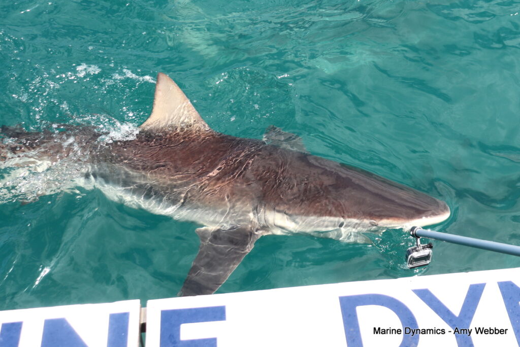 Shark cage diving, Gansbaai, South Africa