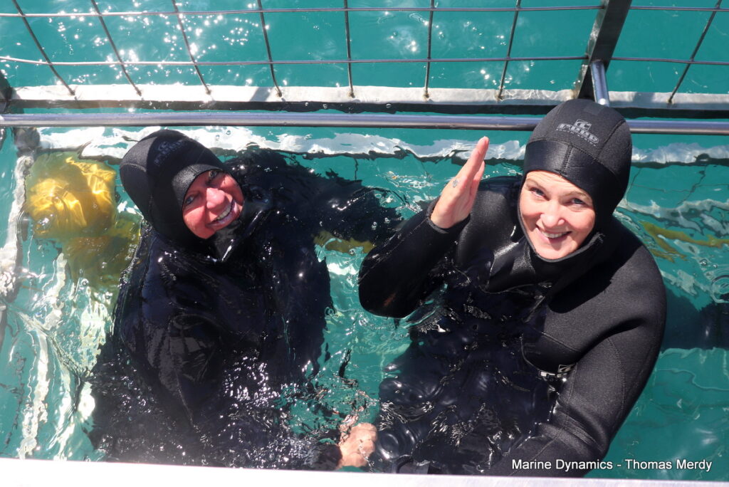 Shark cage diving, South Africa, Gansbaai