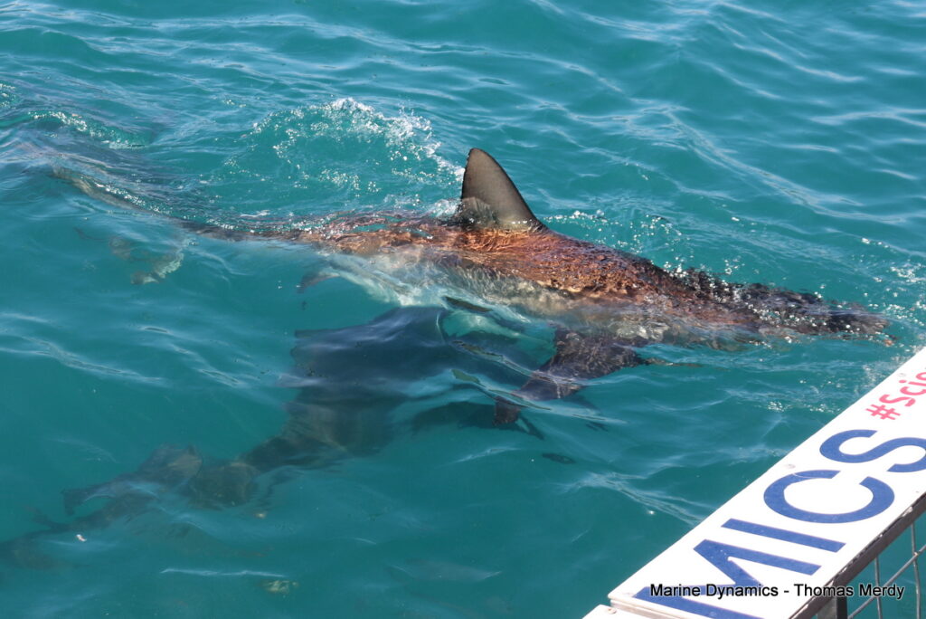 Shark cage diving, South Africa, Gansbaai