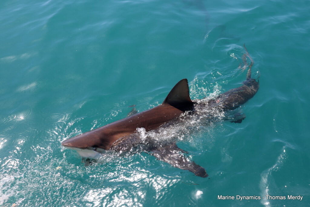 Shark cage diving, South Africa, Gansbaai
