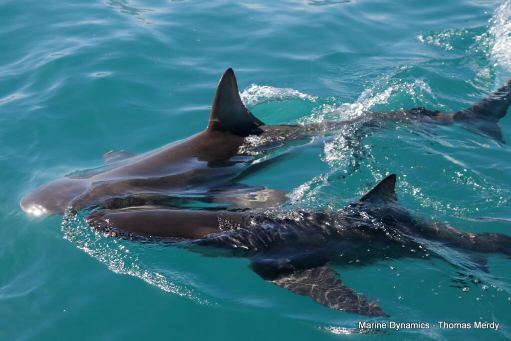 Shark cage diving, South Africa, Gansbaai