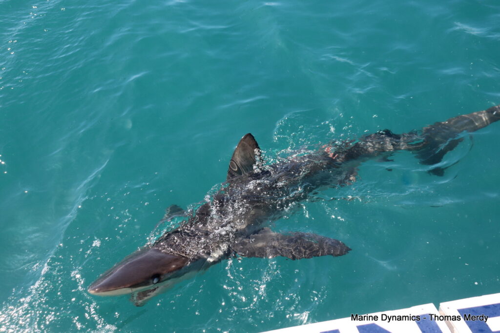 Shark cage diving, South Africa, Gansbaai