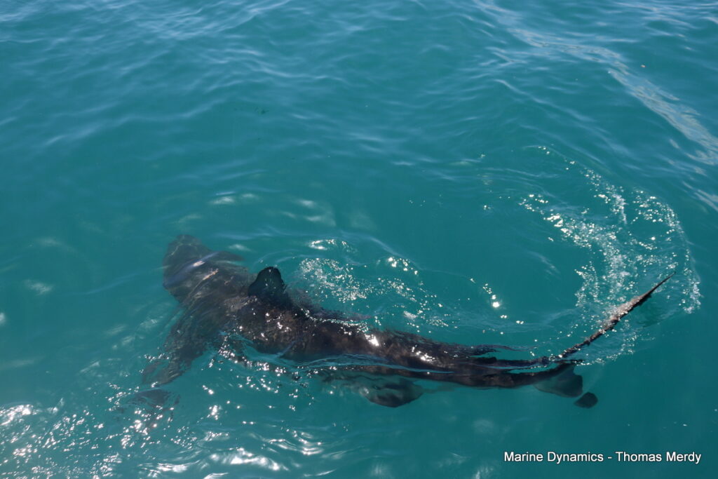 Shark cage diving, South Africa, Gansbaai
