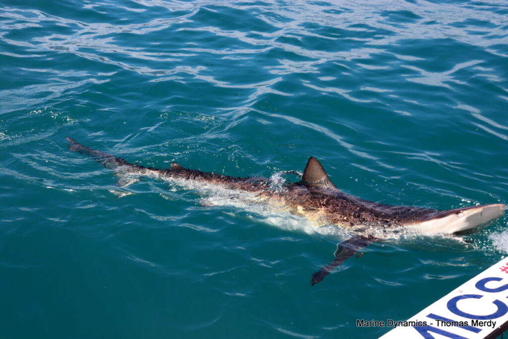 Shark cage diving, South Africa, Gansbaai