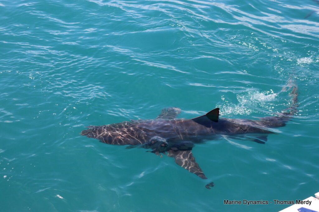 Shark cage diving, South Africa, Gansbaai
