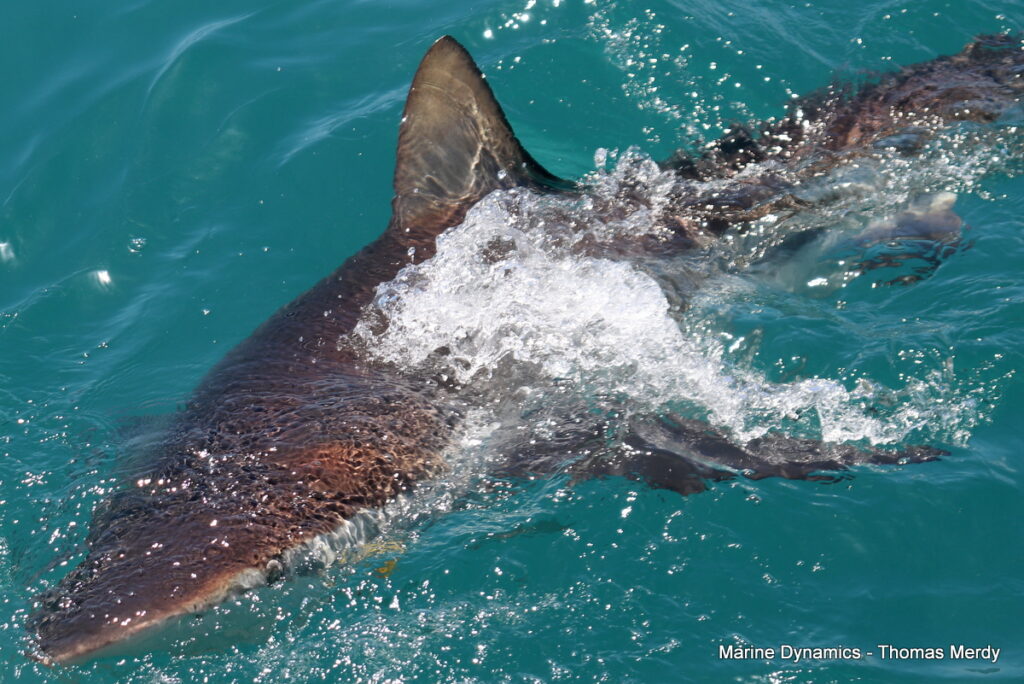 Shark cage diving, South Africa, Gansbaai