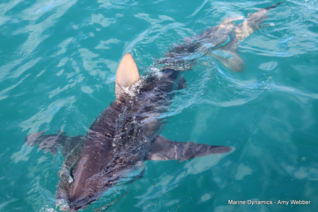 Shark cage diving, Gansbaai, South Africa