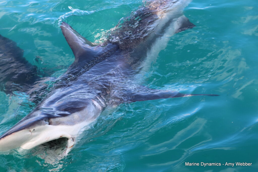 Shark cage diving, Gansbaai, South Africa