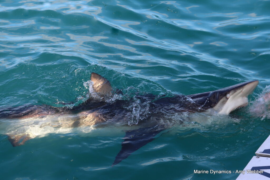 Shark cage diving, Gansbaai, South Africa