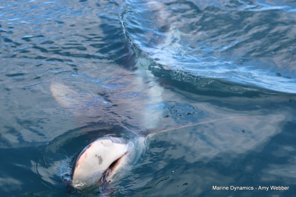 Shark cage diving, Gansbaai, South Africa