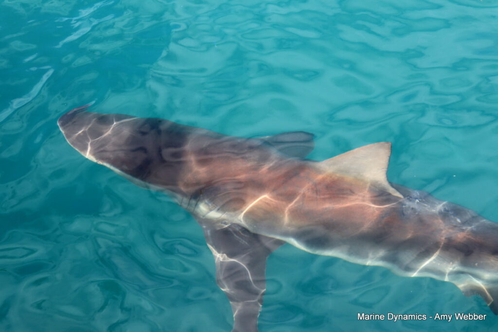Shark cage diving, Gansbaai, South Africa