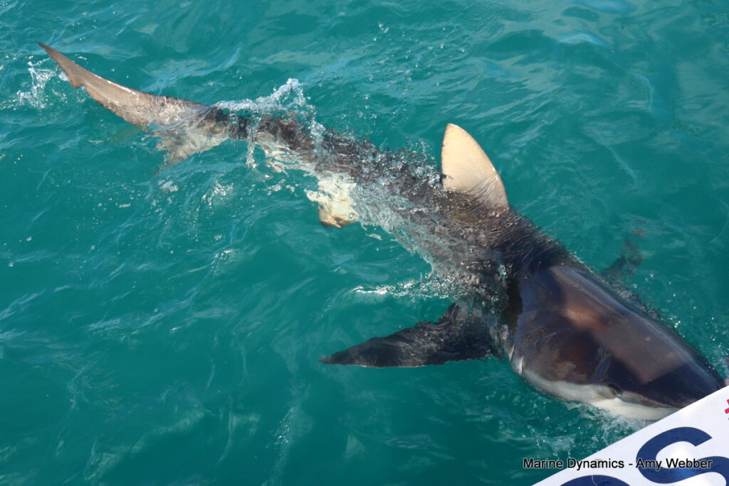 Shark cage diving, Gansbaai, South Africa