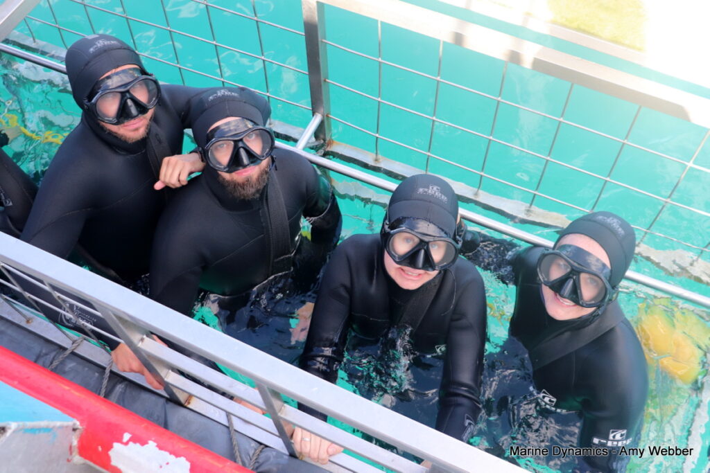 Shark cage diving, Gansbaai, South Africa