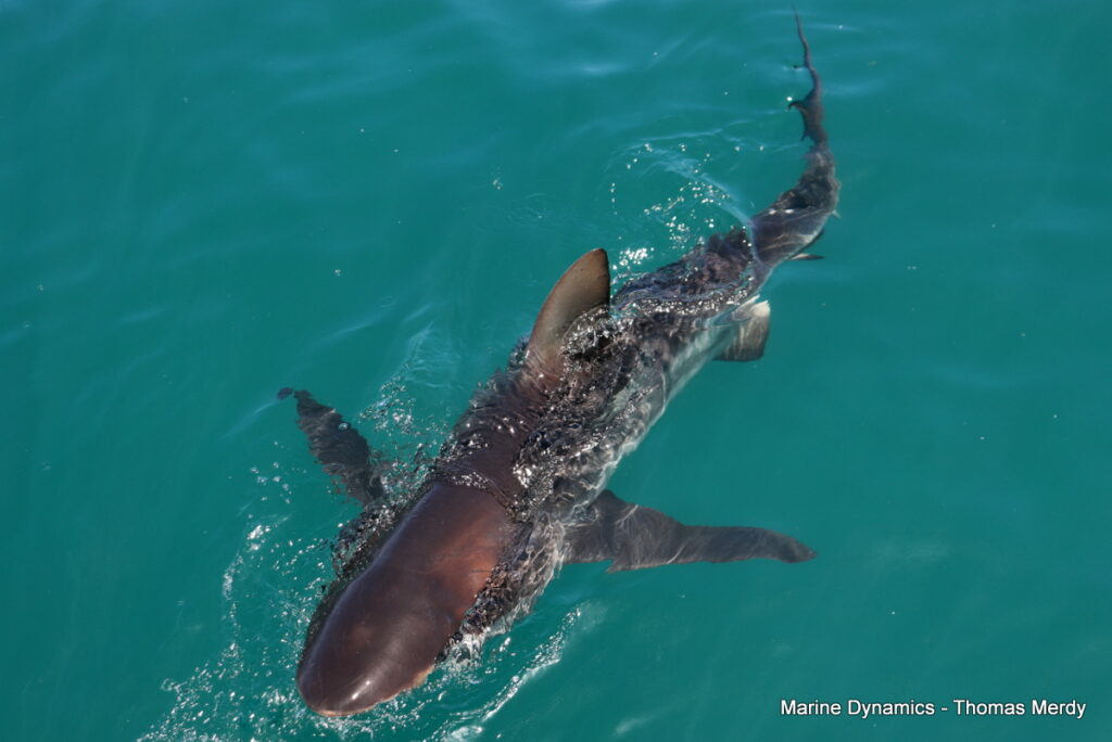 Shark cage diving, South Africa, Gansbaai