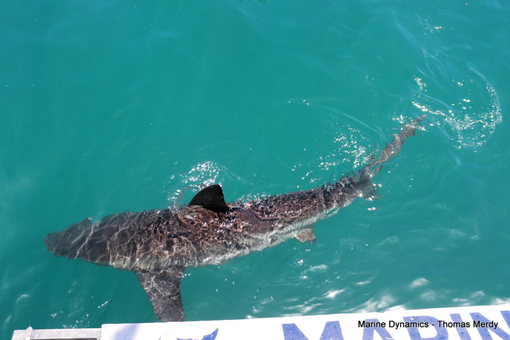 Shark cage diving, South Africa, Gansbaai