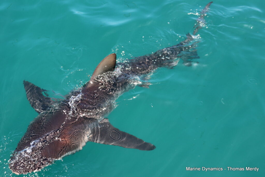 Shark cage diving, South Africa, Gansbaai