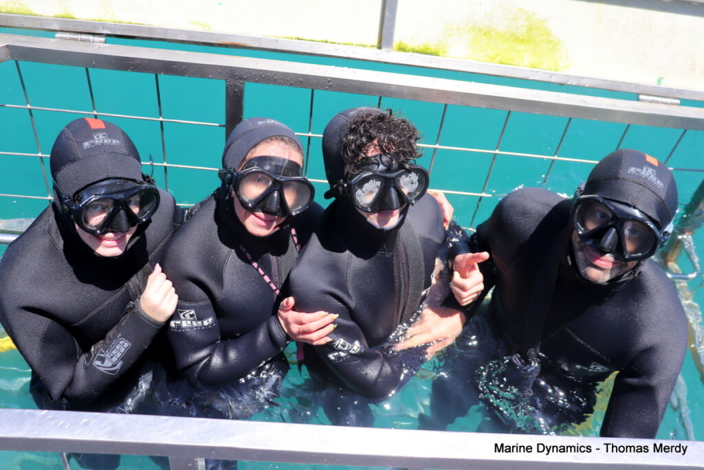Shark cage diving, South Africa, Gansbaai