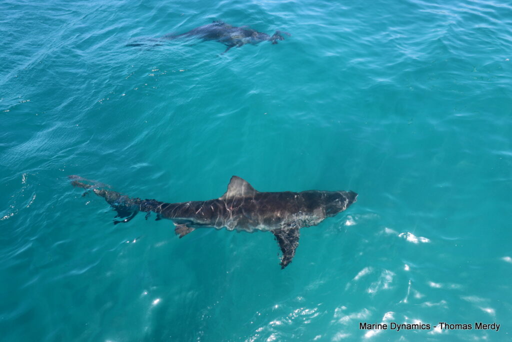 Shark cage diving, South Africa, Gansbaai