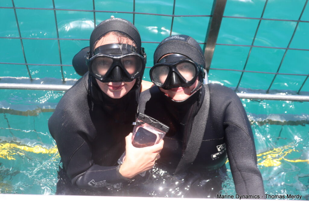 Shark cage diving, South Africa, Gansbaai