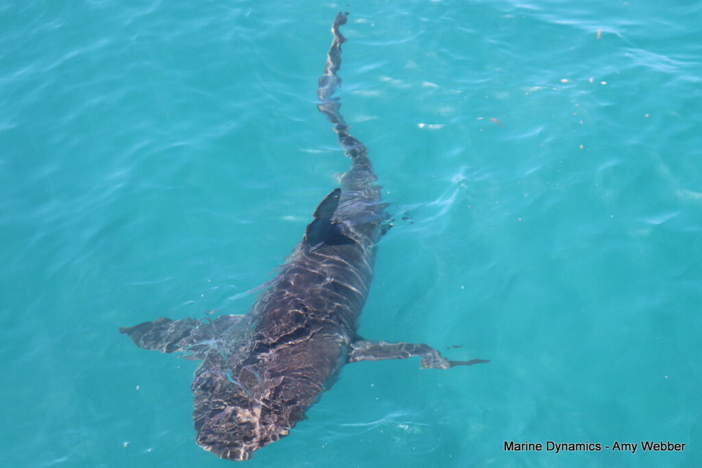 Shark cage diving, Gansbaai, South Africa