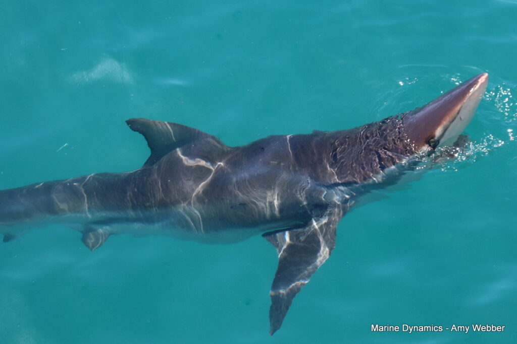 Shark cage diving, Gansbaai, South Africa