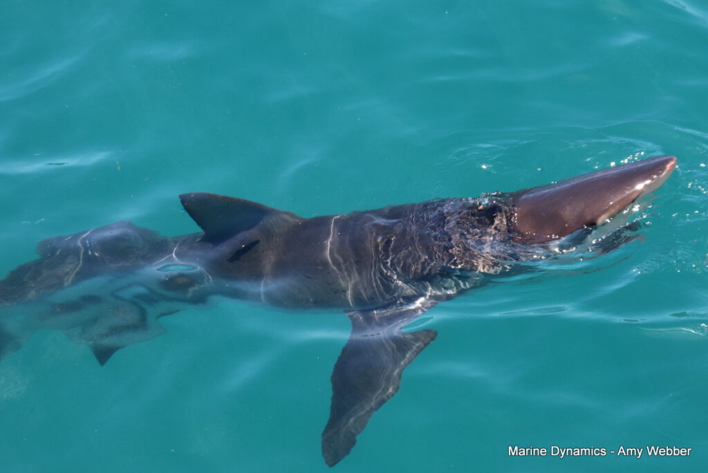 Shark cage diving, Gansbaai, South Africa