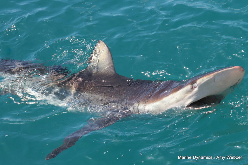 Shark cage diving, Gansbaai, South Africa
