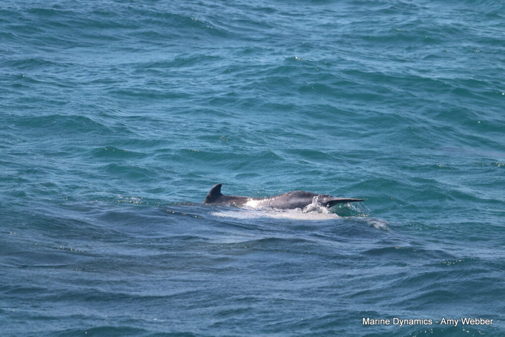 Shark cage diving, Gansbaai, South Africa