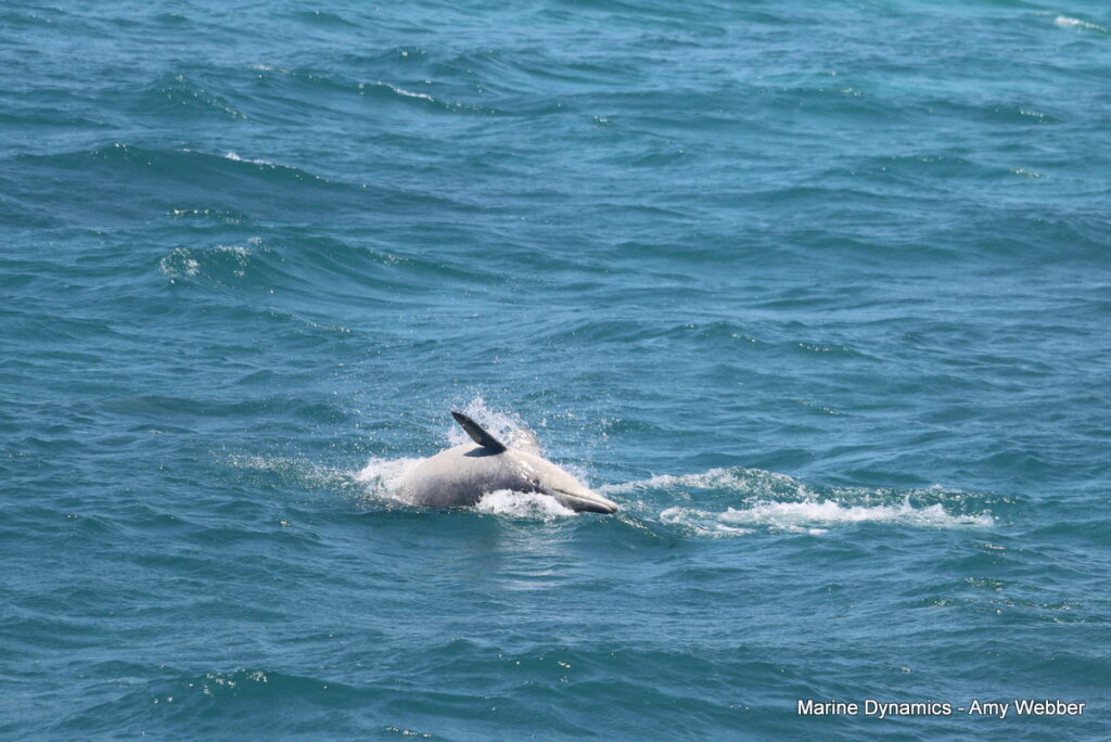 Shark cage diving, Gansbaai, South Africa