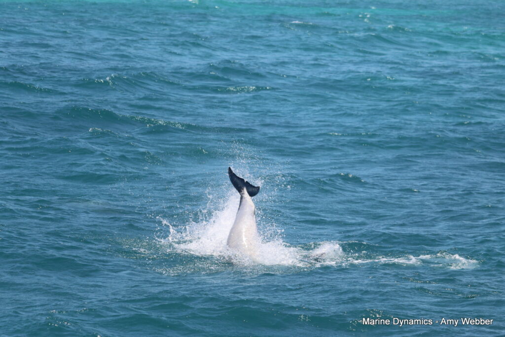 Shark cage diving, Gansbaai, South Africa