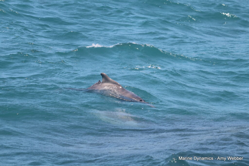 Shark cage diving, Gansbaai, South Africa