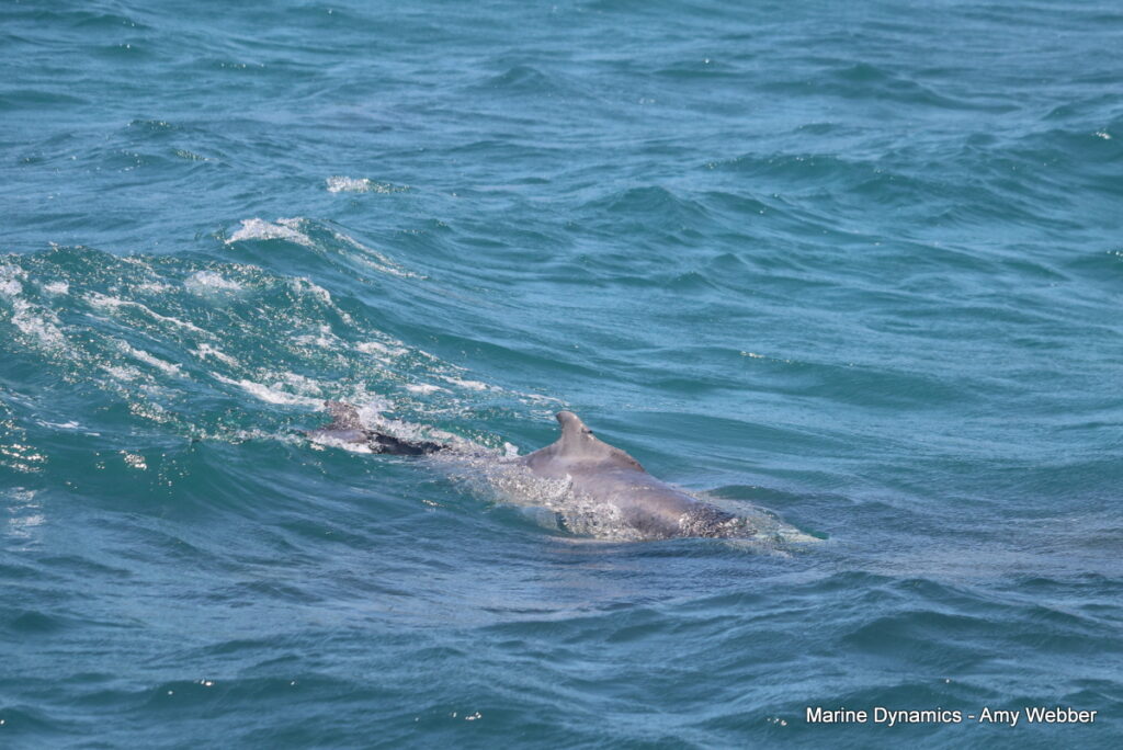 Shark cage diving, Gansbaai, South Africa