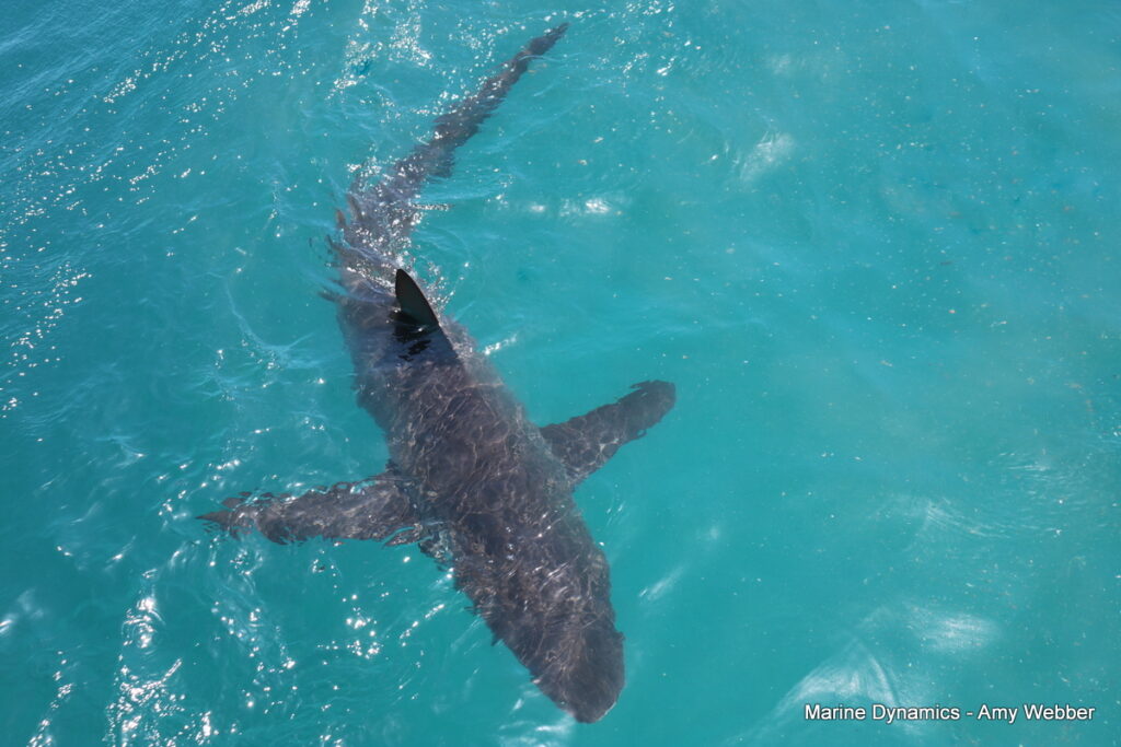 Shark cage diving, Gansbaai, South Africa