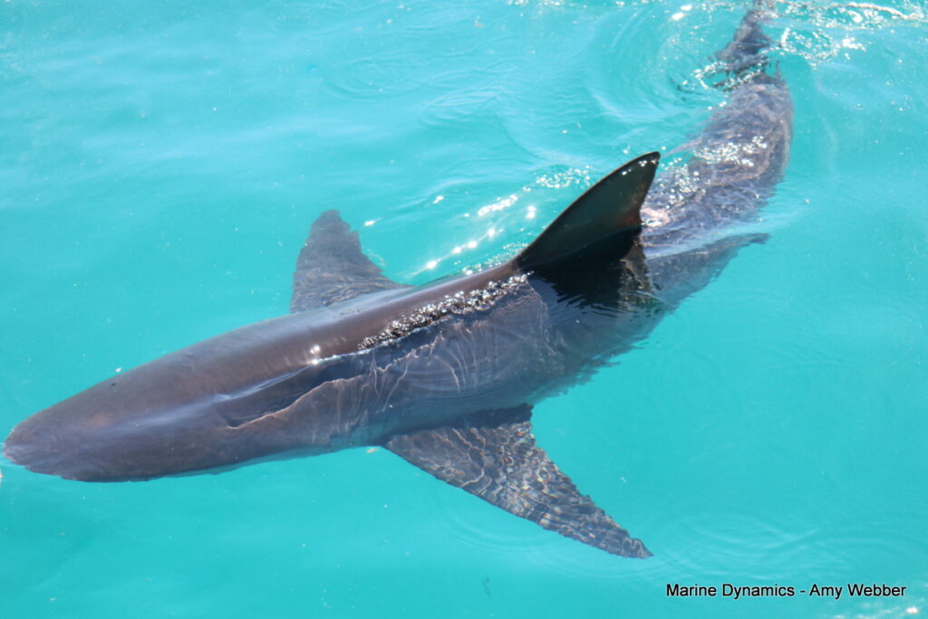 Shark cage diving, Gansbaai, South Africa