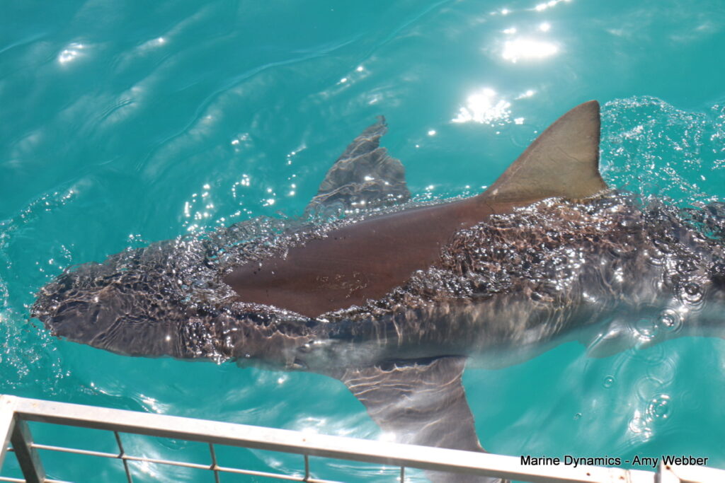 Shark cage diving, Gansbaai, South Africa