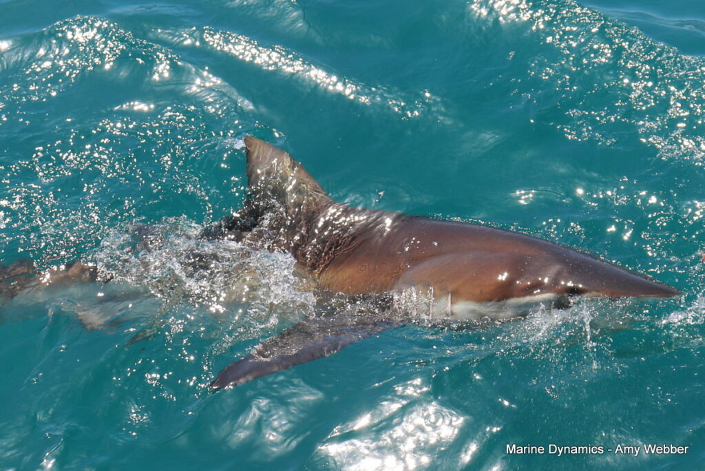 Shark cage diving, Gansbaai, South Africa