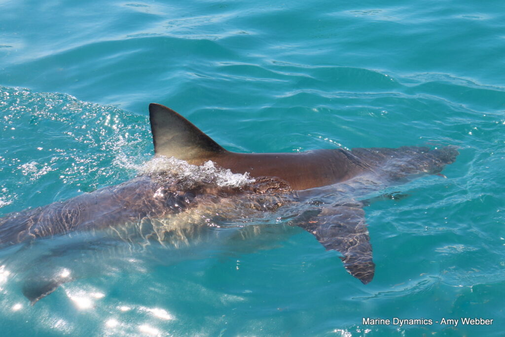 Shark cage diving, Gansbaai, South Africa