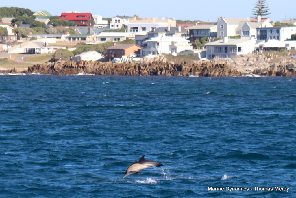 Shark cage diving, South Africa, gansbaai 