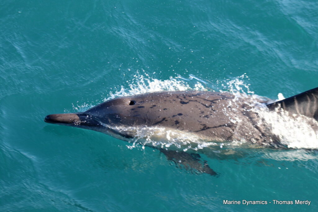 Shark cage diving, South Africa, gansbaai 