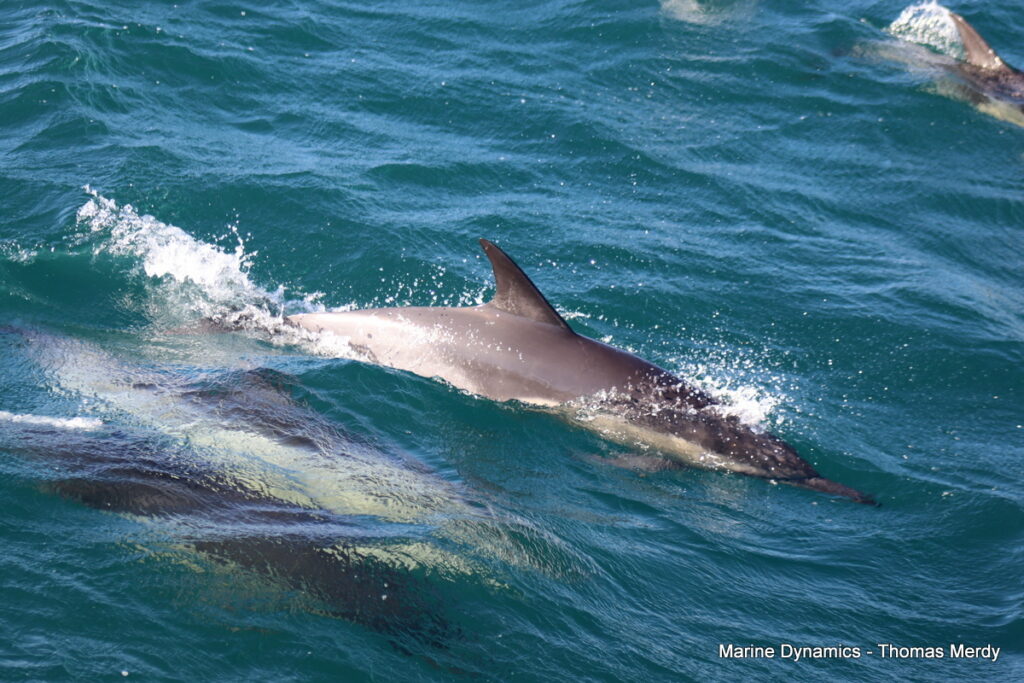 Shark cage diving, South Africa, gansbaai 