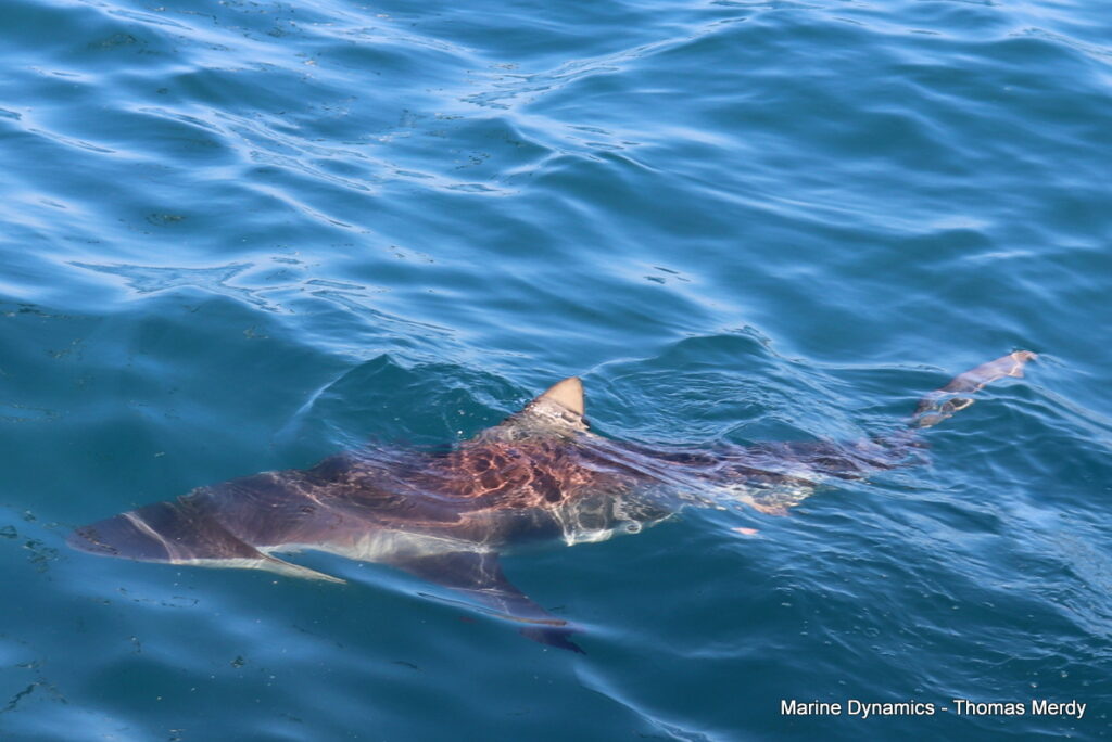Shark cage diving, South Africa, gansbaai 